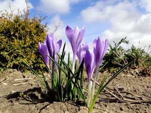 Preview wallpaper crocuses, flowers, spring, ground, sky, clouds