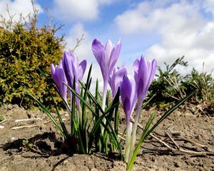 Preview wallpaper crocuses, flowers, spring, ground, sky, clouds