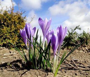 Preview wallpaper crocuses, flowers, spring, ground, sky, clouds