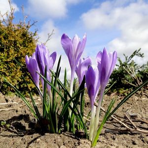 Preview wallpaper crocuses, flowers, spring, ground, sky, clouds