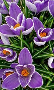 Preview wallpaper crocuses, flowers, spring, flowerbed, primroses