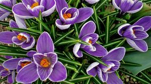 Preview wallpaper crocuses, flowers, spring, flowerbed, primroses