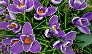 Preview wallpaper crocuses, flowers, spring, flowerbed, primroses