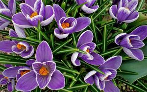 Preview wallpaper crocuses, flowers, spring, flowerbed, primroses