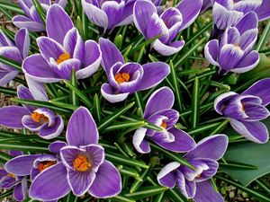 Preview wallpaper crocuses, flowers, spring, flowerbed, primroses