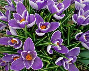 Preview wallpaper crocuses, flowers, spring, flowerbed, primroses