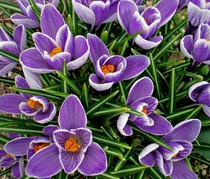 Preview wallpaper crocuses, flowers, spring, flowerbed, primroses