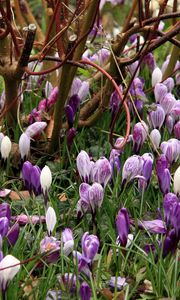 Preview wallpaper crocuses, flowers, spring, branches, bush