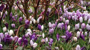 Preview wallpaper crocuses, flowers, spring, branches, bush