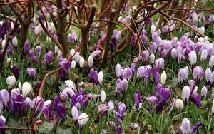 Preview wallpaper crocuses, flowers, spring, branches, bush