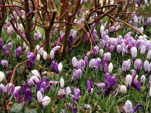 Preview wallpaper crocuses, flowers, spring, branches, bush