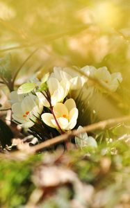 Preview wallpaper crocuses, flowers, white, spring