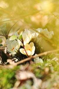 Preview wallpaper crocuses, flowers, white, spring