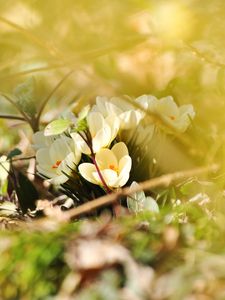 Preview wallpaper crocuses, flowers, white, spring