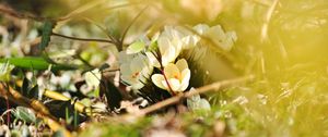 Preview wallpaper crocuses, flowers, white, spring