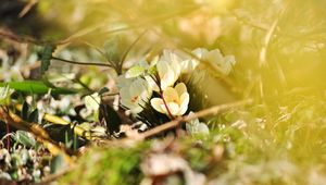 Preview wallpaper crocuses, flowers, white, spring