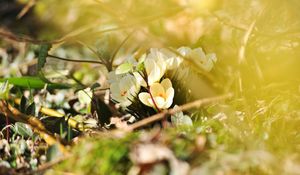 Preview wallpaper crocuses, flowers, white, spring