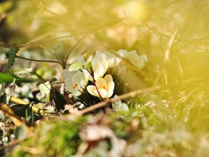 Preview wallpaper crocuses, flowers, white, spring