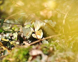 Preview wallpaper crocuses, flowers, white, spring