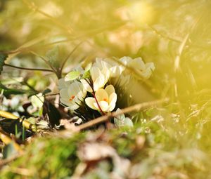 Preview wallpaper crocuses, flowers, white, spring