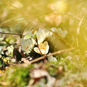 Preview wallpaper crocuses, flowers, white, spring