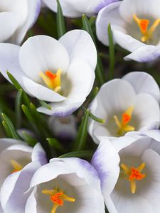 Preview wallpaper crocuses, flowers, white, loose, stamen, close-up