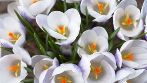 Preview wallpaper crocuses, flowers, white, loose, stamen, close-up