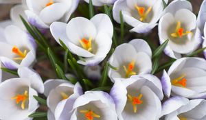 Preview wallpaper crocuses, flowers, white, loose, stamen, close-up