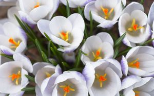 Preview wallpaper crocuses, flowers, white, loose, stamen, close-up
