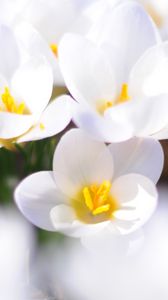 Preview wallpaper crocuses, flowers, white, spring, mood, close-up