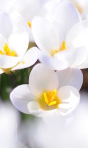 Preview wallpaper crocuses, flowers, white, spring, mood, close-up