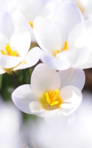 Preview wallpaper crocuses, flowers, white, spring, mood, close-up