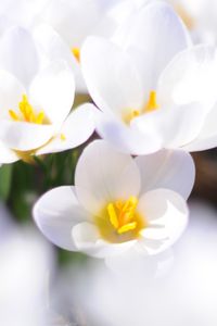 Preview wallpaper crocuses, flowers, white, spring, mood, close-up