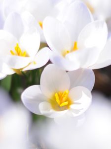 Preview wallpaper crocuses, flowers, white, spring, mood, close-up