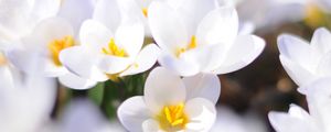 Preview wallpaper crocuses, flowers, white, spring, mood, close-up