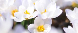 Preview wallpaper crocuses, flowers, white, spring, mood, close-up