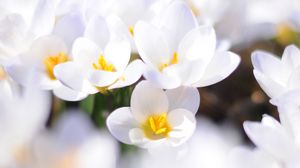 Preview wallpaper crocuses, flowers, white, spring, mood, close-up