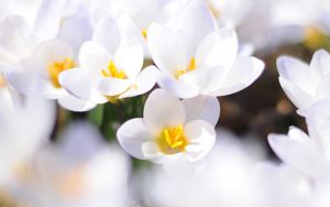 Preview wallpaper crocuses, flowers, white, spring, mood, close-up