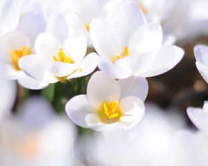 Preview wallpaper crocuses, flowers, white, spring, mood, close-up