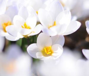 Preview wallpaper crocuses, flowers, white, spring, mood, close-up