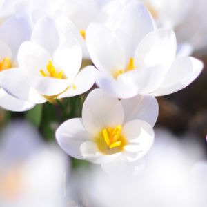 Preview wallpaper crocuses, flowers, white, spring, mood, close-up