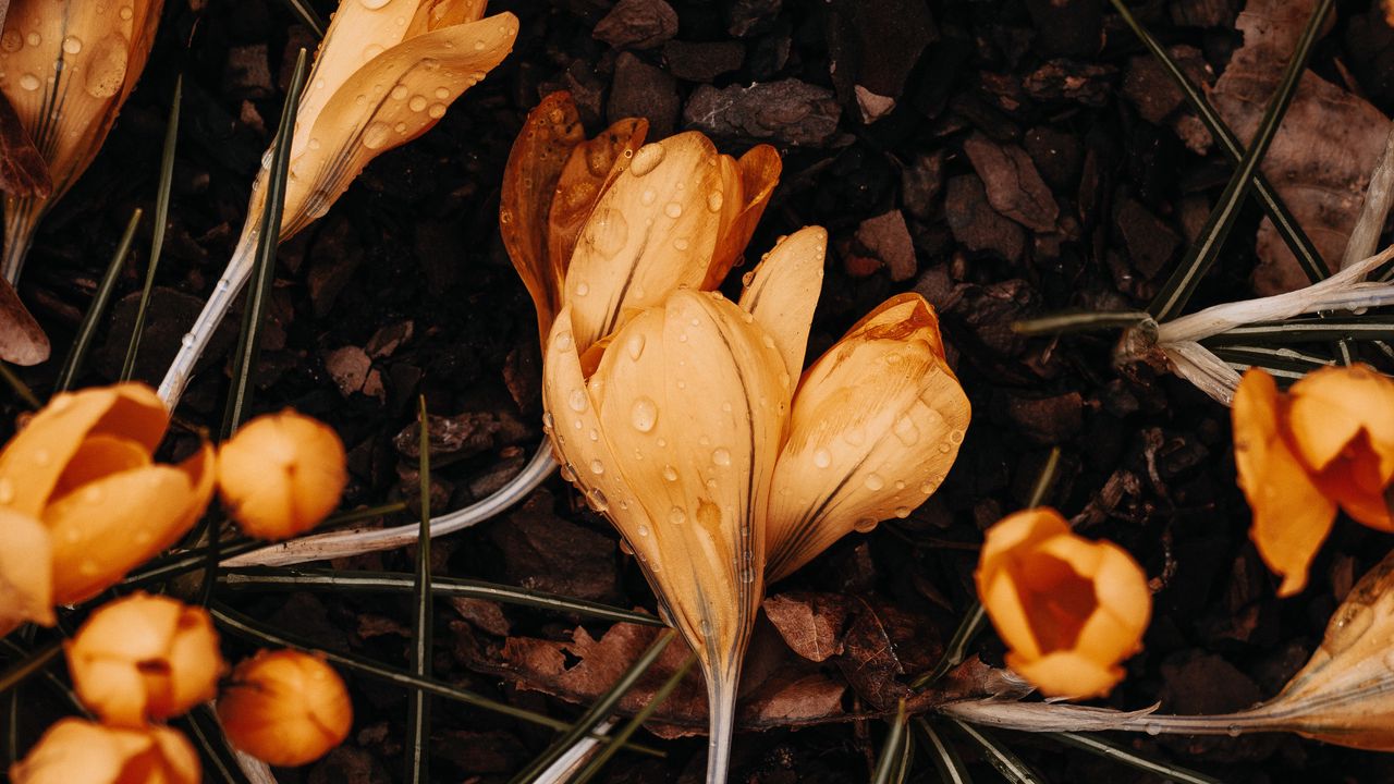 Wallpaper crocuses, flowers, yellow, drops, macro