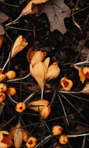 Preview wallpaper crocuses, flowers, yellow, drops, macro