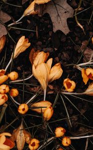 Preview wallpaper crocuses, flowers, yellow, drops, macro