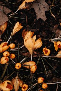 Preview wallpaper crocuses, flowers, yellow, drops, macro