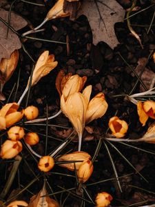 Preview wallpaper crocuses, flowers, yellow, drops, macro