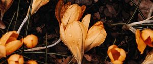 Preview wallpaper crocuses, flowers, yellow, drops, macro