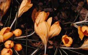 Preview wallpaper crocuses, flowers, yellow, drops, macro
