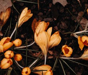 Preview wallpaper crocuses, flowers, yellow, drops, macro