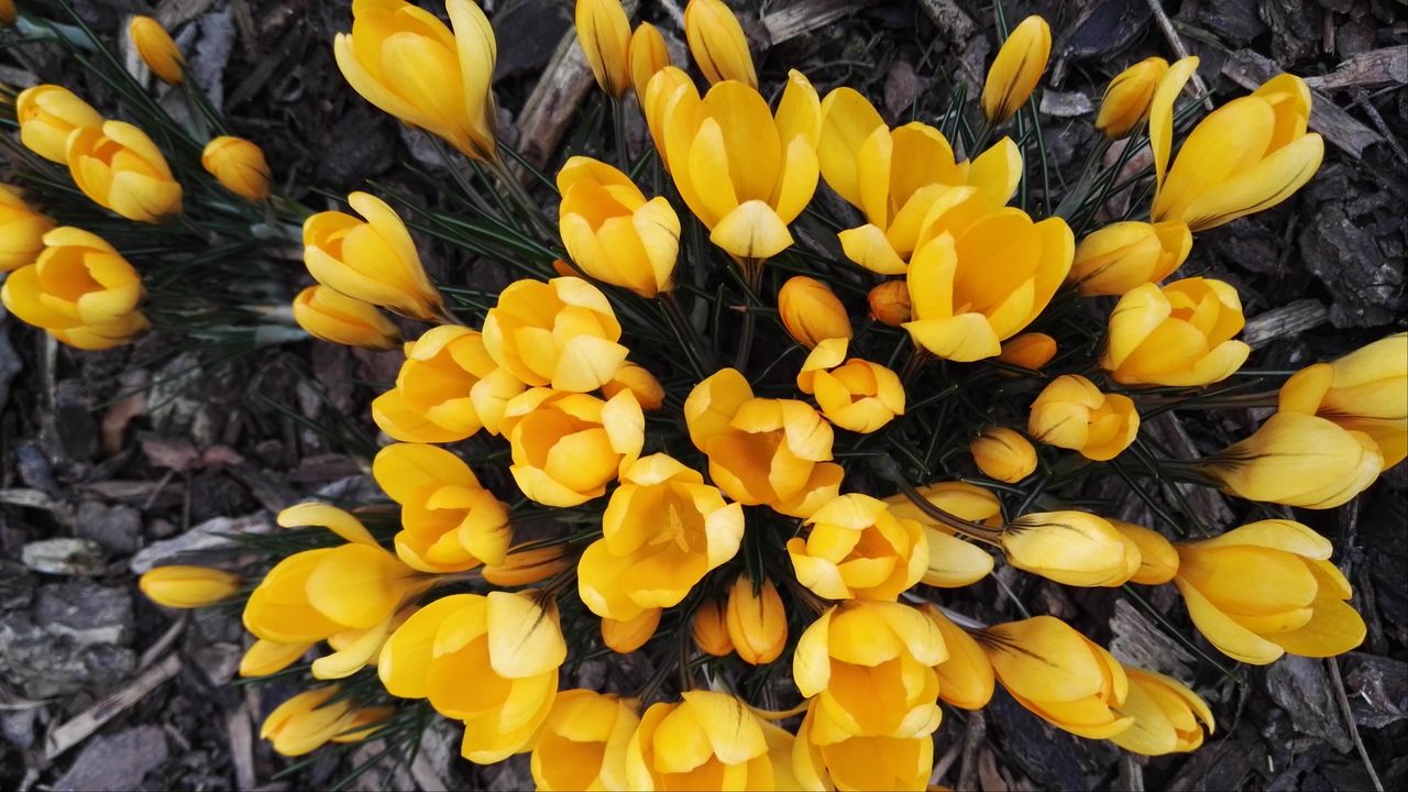 Wallpaper crocuses, yellow, flowers, spring